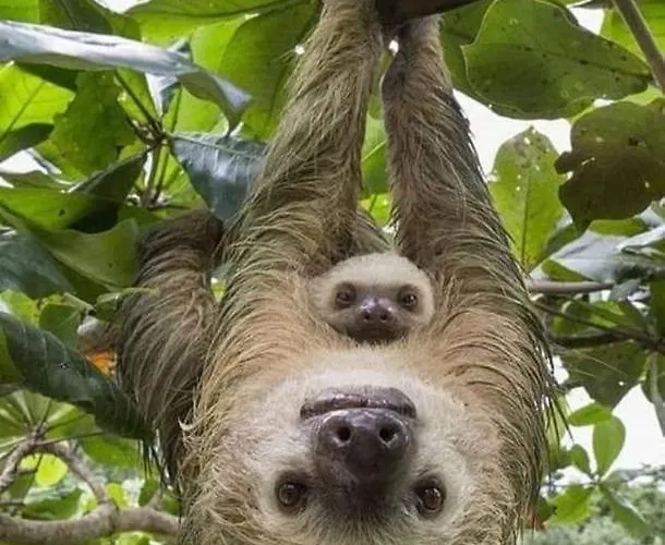 Pura Vida