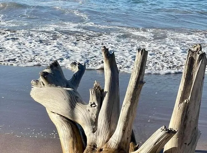 Pura Vida Matapalo (Santa Cruz)
