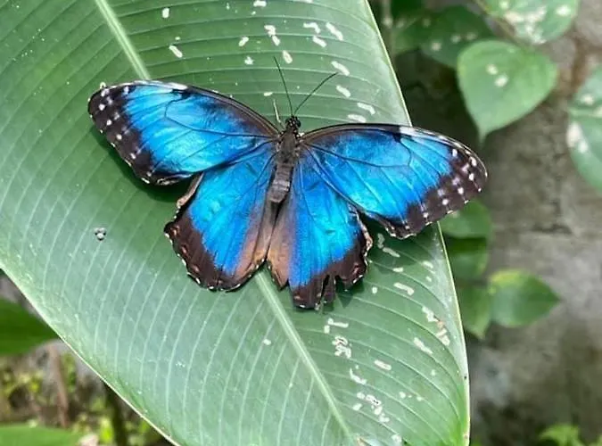 Pura Vida * Matapalo (Santa Cruz)